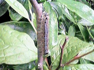 �I�r�J���n�̉���