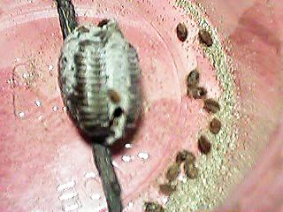 �тނ������̒�