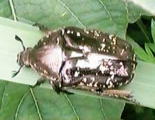 �V���e���n�i���O��