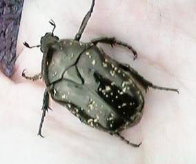 �V���e���n�i���O��