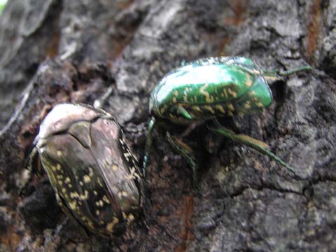 �V���e���n�i���O��