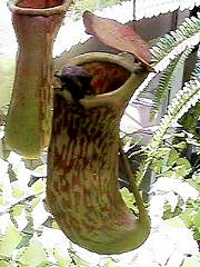 �E�c�{�J�Y��