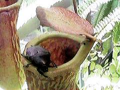 ���ԂȂ����I