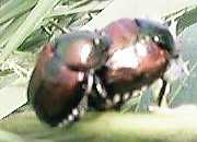 �����Y�A���q�ɔ���