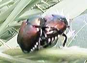 ����悤�Ƃ��铤�q