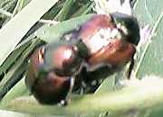 ���\�̃}���R�K�l