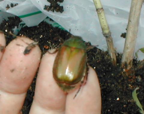 ���}�g�A�I�h�E�K�l�H