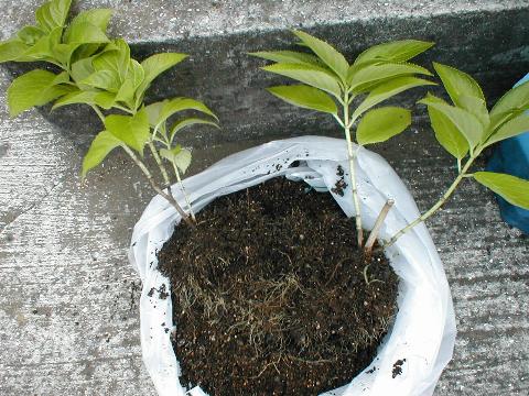 �A�W�T�C�̐A���ւ�