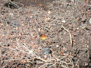 ���F�̌ł�����