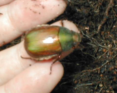 ���@���ꂽ�h�E�K�l����