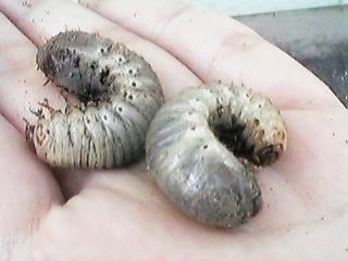 �h�E�K�l����̎q������H