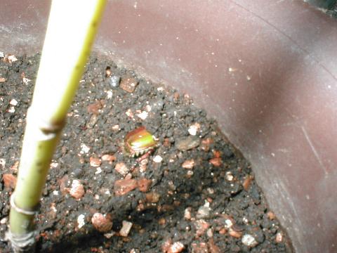 ����������ƐQ�邱�Ƃɂ����h�E�K�l����