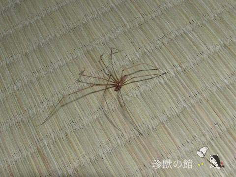 �C�G���E���C�O��