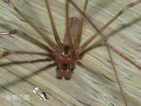 �C�G���E���C�O��