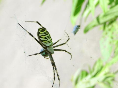 �i�K�R�K�l�O��