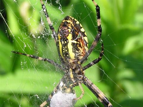 �i�K�R�K�l�O��