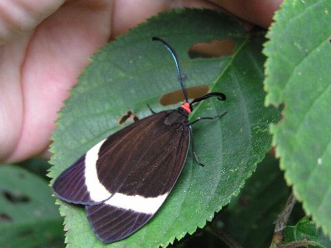 �z�^���K�i�����j