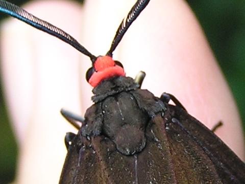 �z�^���K�̔w��