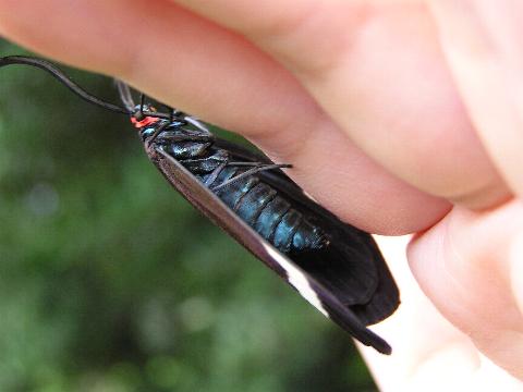 �����猩��Ɓc