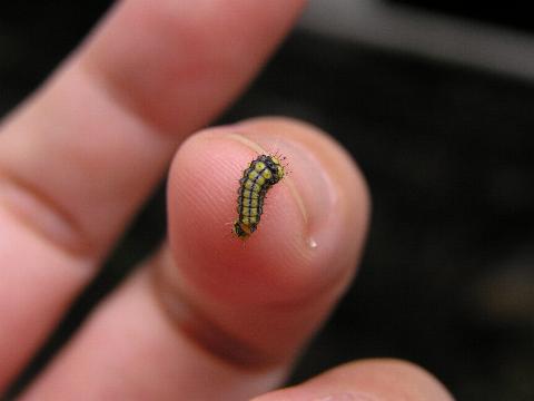 �z�^���K�i�c���j