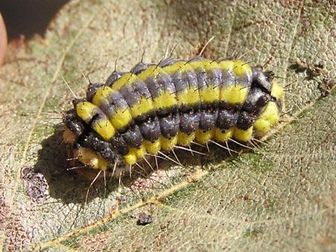 �z�^���K�i�c���j