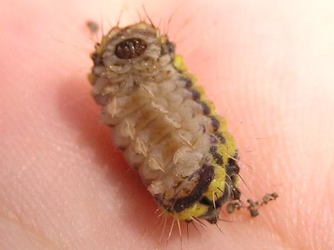 �Ђ����肩�����Ȃ��ł���