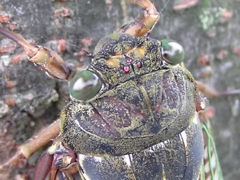 �A�u���[�~�̒P��ƕ���