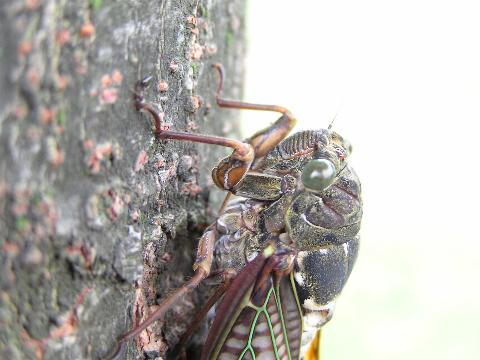 �A�u���[�~�̉���