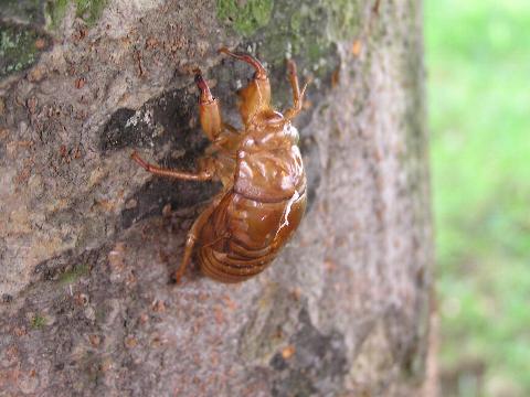 �A�u���[�~�̔����k