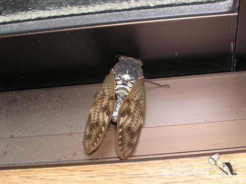 �A�u���[�~