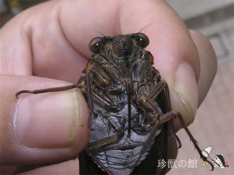 �A�u���[�~��ʎʐ^