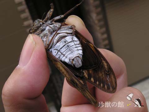 �������E���T�C��ł�