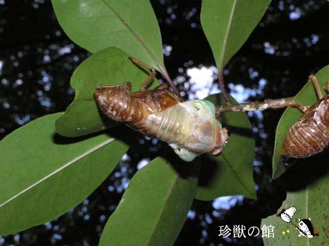 �A�u���[�~�̉H��