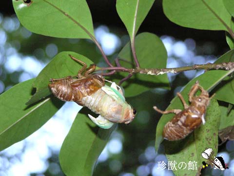 �A�u���[�~�̉H��