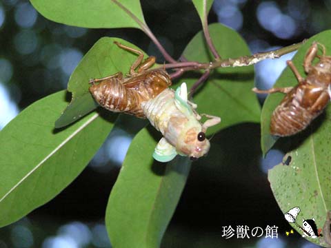 �A�u���[�~�̉H��