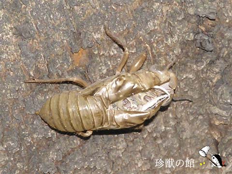 �c�N�c�N�z�E�V�̔����k