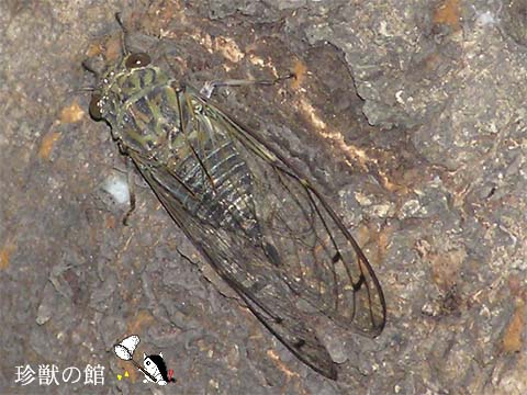 �c�N�c�N�z�E�V�̃��X