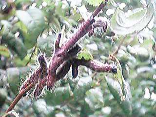 �ԍ����Ă��ɂ傤�ɂ債�Ă�ђ�