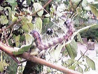 ��������傱�΂��Ă�ђ�