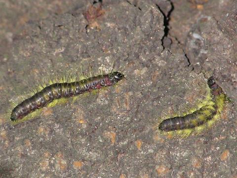 �����N���V���`�z�R�i�I��c���j