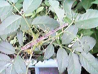 �ǁ[�����H