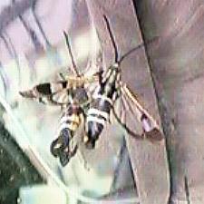 �R�X�J�V�o