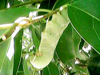 ���ꂳ�����