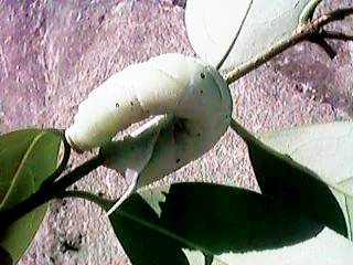 ��܂�Ă䂩��H�̈�