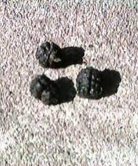 �T�U�i�~�X�Y���̕�