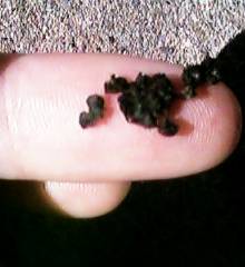 �w��ɂĒׂ��A�𒎂̕�