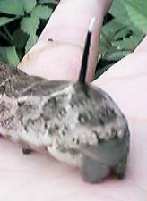 ������Ȃ̂�