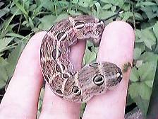 �Q���f���������