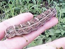 ���w�Ɣw���