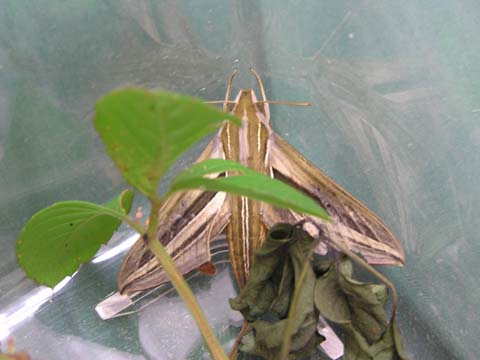 �Z�X�W�X�Y���̐���